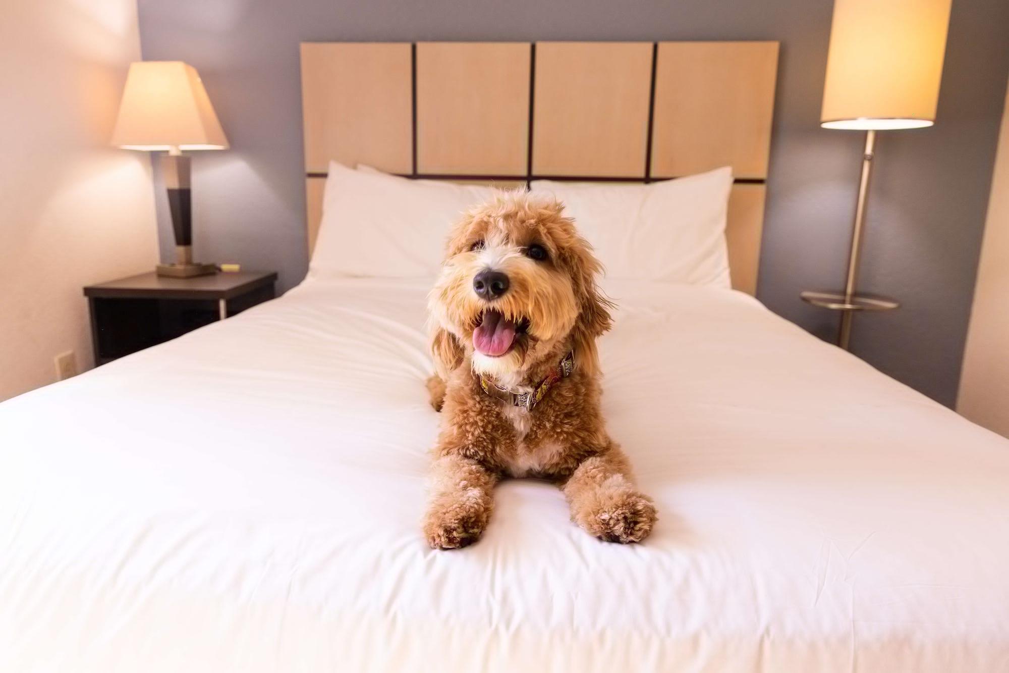 Sonesta Simply Suites Chicago Naperville Warrenville Екстериор снимка